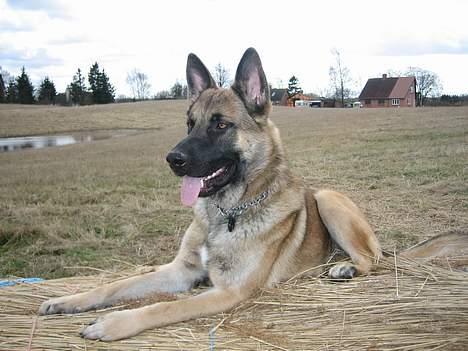 Schæferhund Nicko - Meget nyt billede billede 1