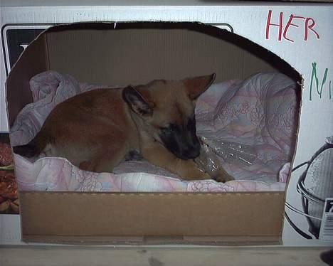 Schæferhund Nicko - Kun 20 uger billede 2