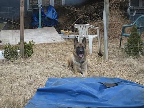 Schæferhund Nicko - Passer på.. billede 3