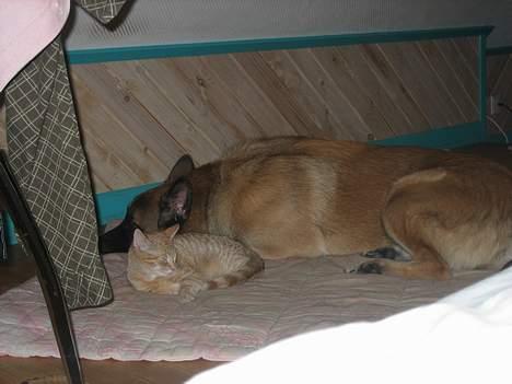 Schæferhund Nicko - Slapper af med katten.. billede 4