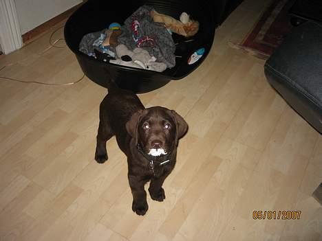 Labrador retriever Balou - Gad vide om det er en narkohund vi har fået??? billede 4