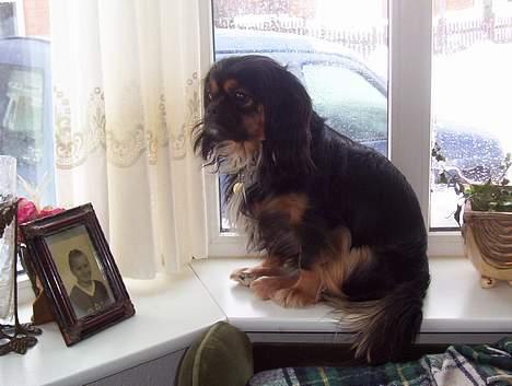 Blanding af racer Pippi - hun er meget nysgerrig, og hopper tit glad op i vinduet for at se hvad der sker udenfor.  billede 8