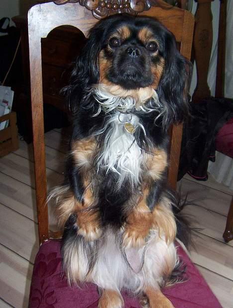 Blanding af racer Pippi billede 9