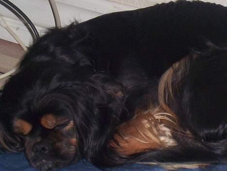 Blanding af racer Pippi - her a billede 10