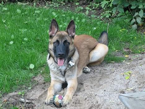 Schæferhund Nicko - 1 år gammel billede 5