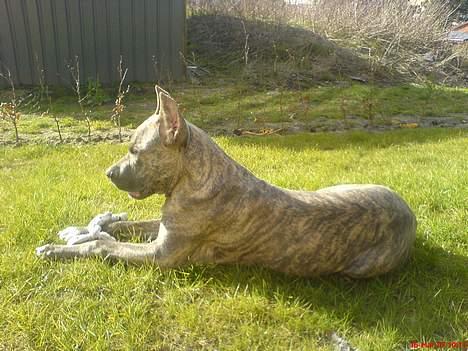 Amerikansk staffordshire terrier Diablo billede 1