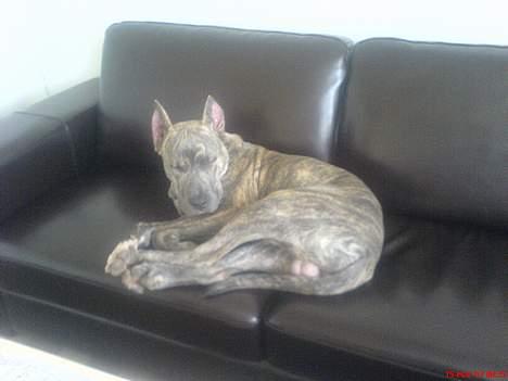 Amerikansk staffordshire terrier Diablo billede 2