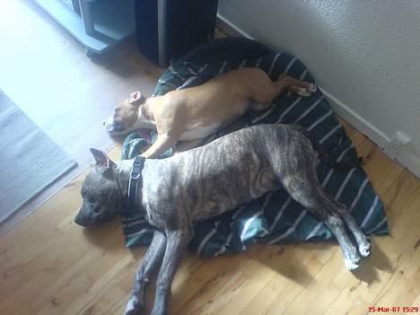 Amerikansk staffordshire terrier Diablo - her ligger han sammen med lady min vens hund hun findes også på hundegalleri sys i skulle tjekke hende ud billede 3