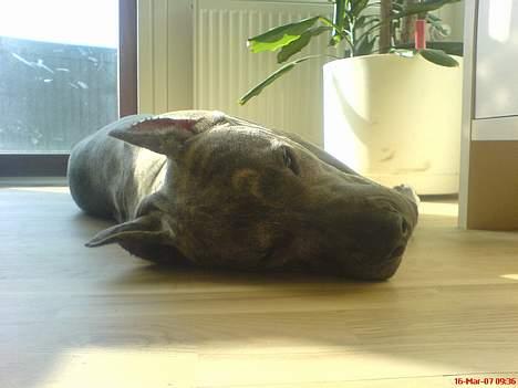 Amerikansk staffordshire terrier Diablo billede 4