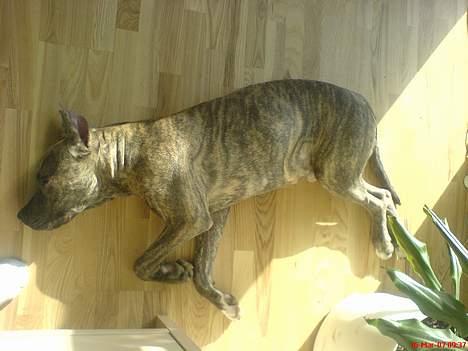 Amerikansk staffordshire terrier Diablo billede 5