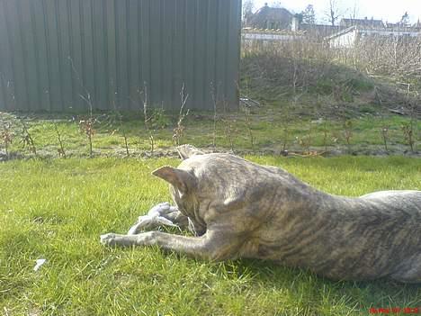 Amerikansk staffordshire terrier Diablo billede 6