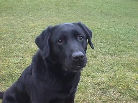 Labrador retriever Nero - Brown Hunts Tapre Tiro alias Nero billede 1