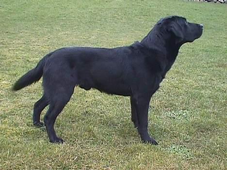 Labrador retriever Nero - Brown Hunts Tapre Tiro alias Nero billede 2