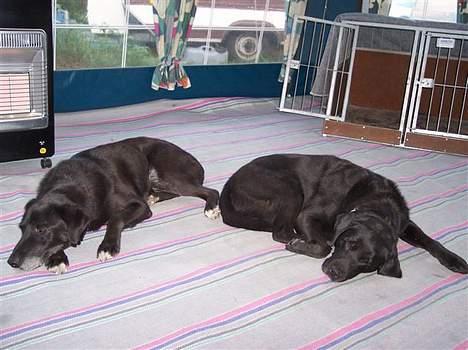 Labrador retriever Nero - Nero og Balou på camping på Flyvesandet billede 4