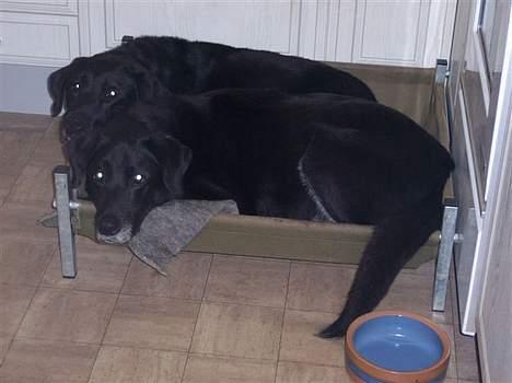 Labrador retriever Nero - Hvorfor have 2 hundekurve, når man kan nøjes med 1....??! billede 5