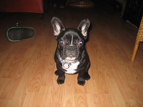 Fransk bulldog Axel - Jahh tag et billede af mig @-->-- billede 1