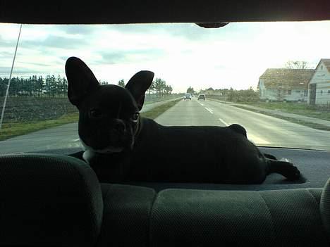 Fransk bulldog Axel - Ude og køre med far - Ynglings pladsen billede 2