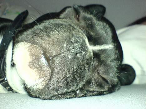 Fransk bulldog Axel - ÆÆÆÆlsker bare at sove =) billede 3