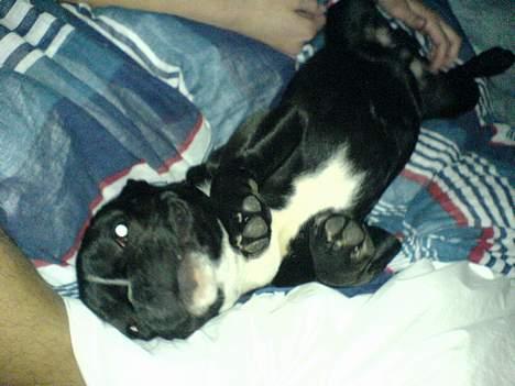 Fransk bulldog Axel - Hmmm dejligt at blive tørret efter et bad!  billede 4