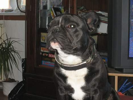 Fransk bulldog Axel - Jeg er kongen! billede 5