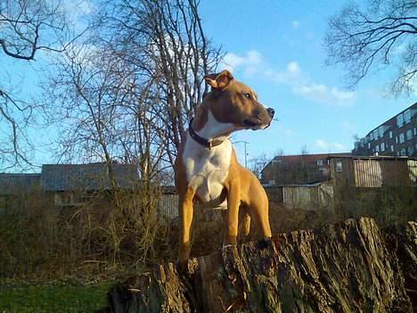 Blanding af racer Tulle billede 5