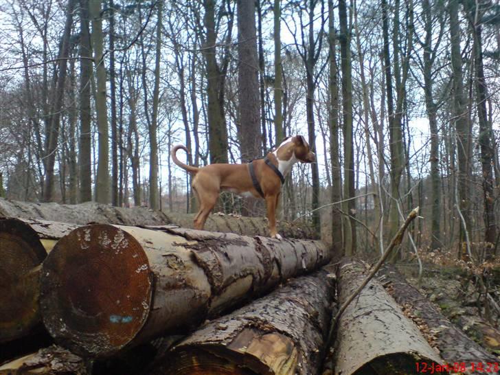 Blanding af racer Tulle billede 6