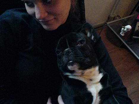 Fransk bulldog Axel - Hygge med mor =) billede 6