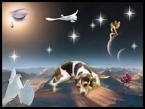 Dansk svensk gaardhund Bob R.I.P. - R.I.P Bob billede 1