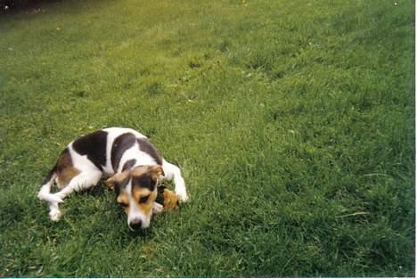 Dansk svensk gaardhund Bob R.I.P. - Billederne er ik alt for gode da de er scannede ind.. :o( billede 2