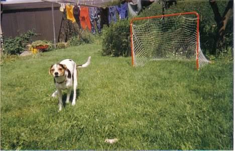 Dansk svensk gaardhund Bob R.I.P. billede 3