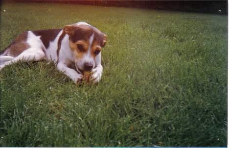 Dansk svensk gaardhund Bob R.I.P. billede 4
