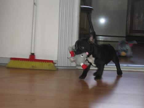 Fransk bulldog Axel - Min første jul! billede 7