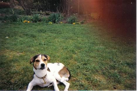 Dansk svensk gaardhund Bob R.I.P. billede 6