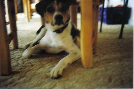 Dansk svensk gaardhund Bob R.I.P. billede 7