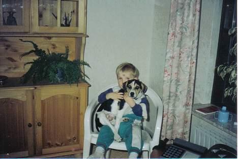 Dansk svensk gaardhund Bob R.I.P. - Bob som hvalp billede 8