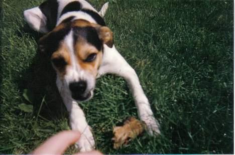Dansk svensk gaardhund Bob R.I.P. - Hold fingerne fra mit kødben.. billede 9