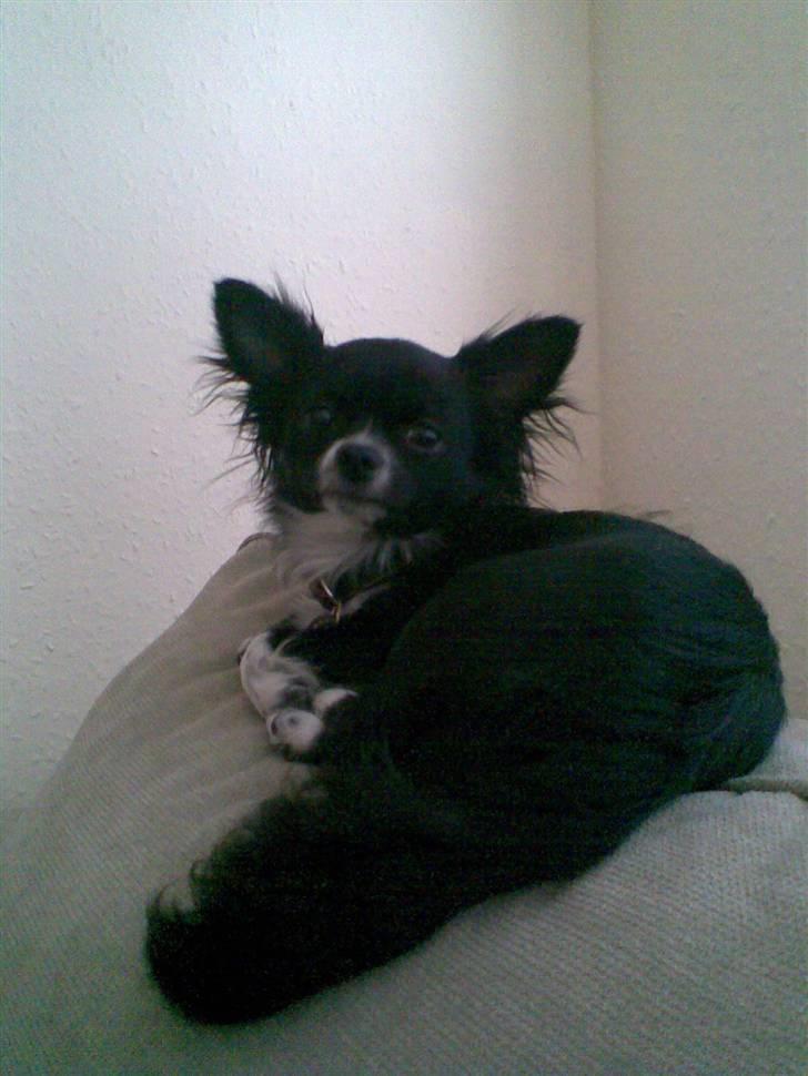 Chihuahua anton R.I.P d 14-12-07 billede 12