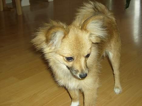 Blanding af racer Bjørn Mor/Svigermors HUND billede 14