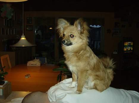 Blanding af racer Bjørn Mor/Svigermors HUND billede 15