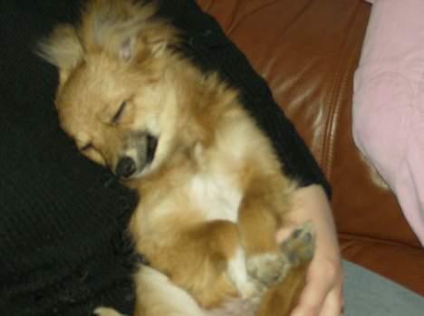 Blanding af racer Bjørn Mor/Svigermors HUND billede 16