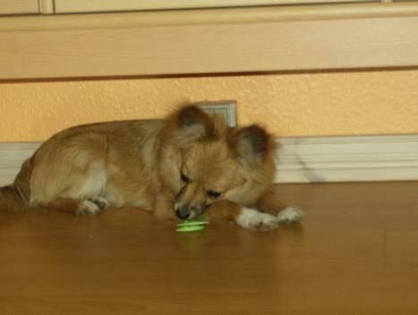 Blanding af racer Bjørn Mor/Svigermors HUND billede 17