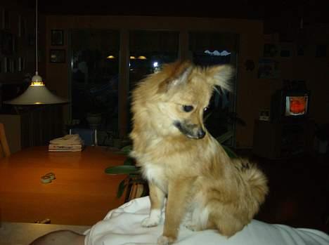 Blanding af racer Bjørn Mor/Svigermors HUND billede 18