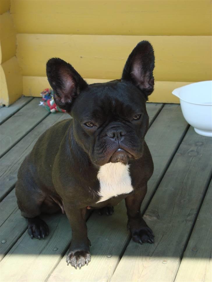 Fransk bulldog Emma R.I.P billede 1