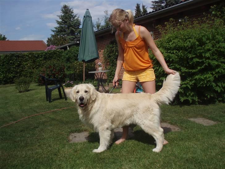 Golden retriever Shaggie - Bolden efter en ordentlig tur med saksen (L) billede 6