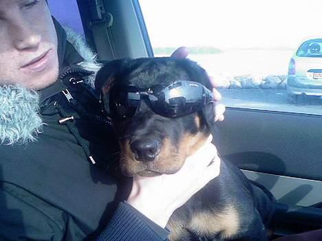 Rottweiler tyson billede 2