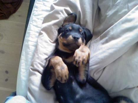 Rottweiler tyson - dejligt at ligge i mors seng ;D billede 3