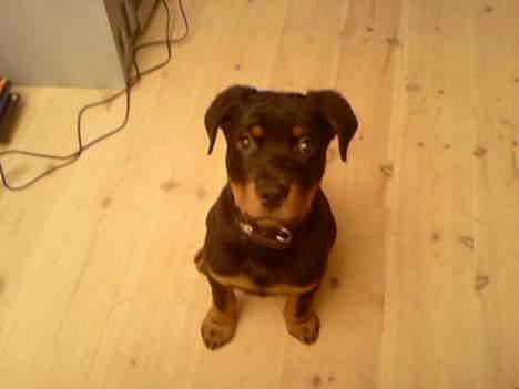 Rottweiler tyson - tyson ;D billede 5