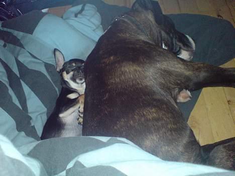 Chihuahua King billede 8