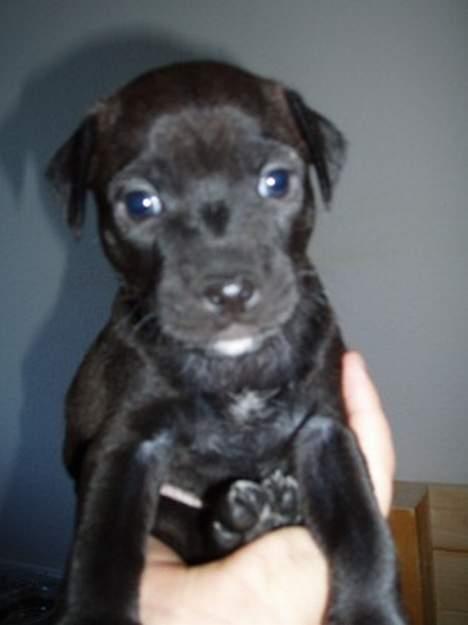 Blanding af racer Blacki - dejlige hvalpe blacki billede 4