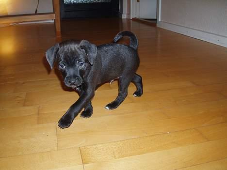 Blanding af racer Blacki - Et rigtig godt billede af verdens sejeste hvalp billede 5
